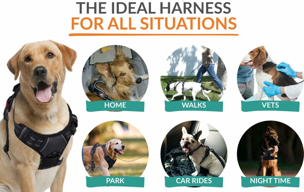 5 Best Dog Harnesses 2023 Dog Habitat