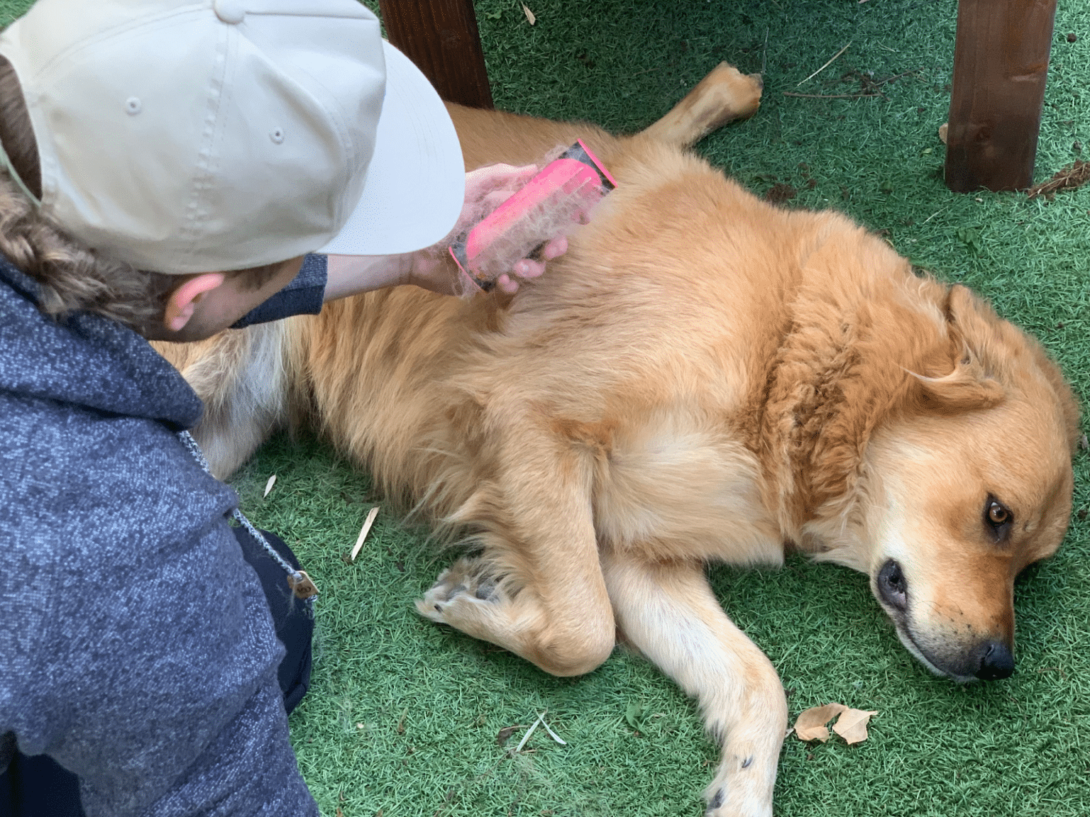 5 Best Dog Brushes 2022 Dog Habitat